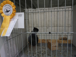 XIV Concurso Exposición de Palomas de Raza en Mula 2024